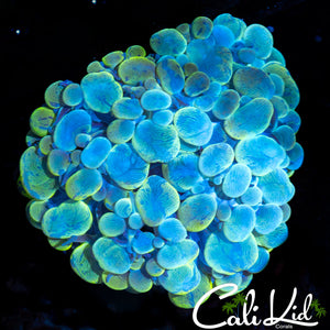 Ghost Bubble Coral