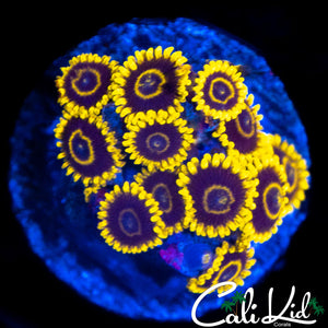 CK Golden Eye Mini Colony