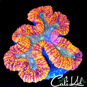 Large Red Rim Symphyllia
