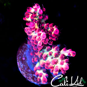 CK Shorcake