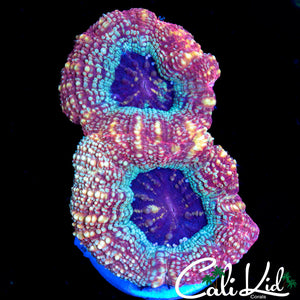 Razzleberry Bower Double