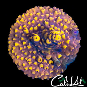 Bumble Bee Acro