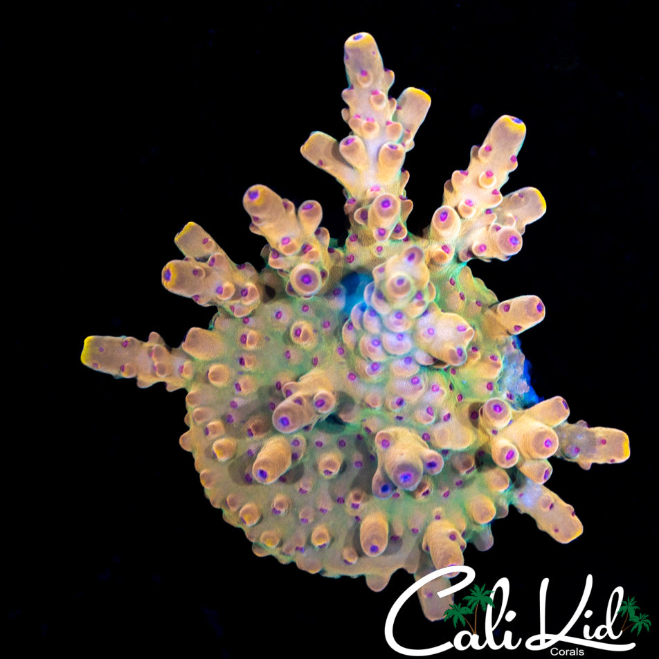 Smooth Skin Rainbow Acro Chunk