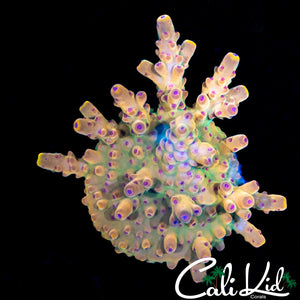 Smooth Skin Rainbow Acro Chunk