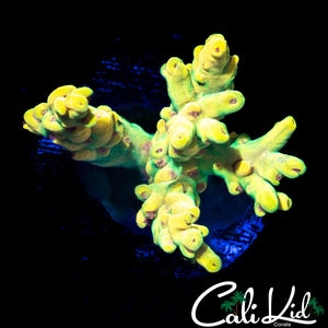 Smooth Skin Ultra Acro