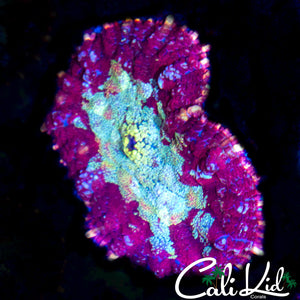 Lava Rim Mushroom