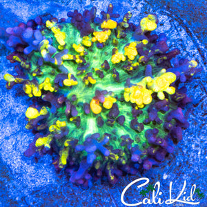 Stunning Magic Carpet Mushroom