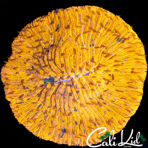 Ultra Speckled Fungia