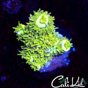 Fuzzy Ultra Stag Frag