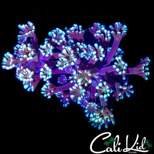 BI COLOR ALVEOPORA