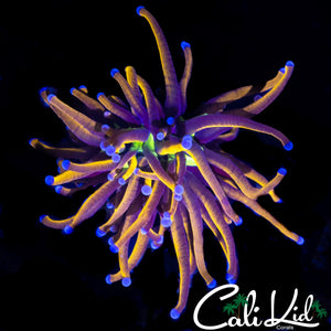 AQUACULTURED INDO GOLD TORCH