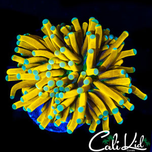 AMAZING TEAL TIP BANANA TORCH