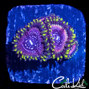 WWC BLACK ORCHID TRIPLE