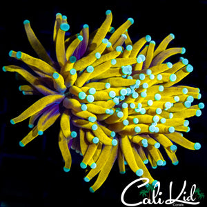 AMAZING TEAL TIP BANANA TORCH DOUBLE