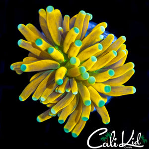 AMAZING TEAL TIP BANANA TORCH