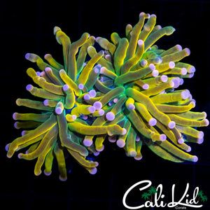 RARE PINK TIP ONE OF KIND TORCH DOUBLE