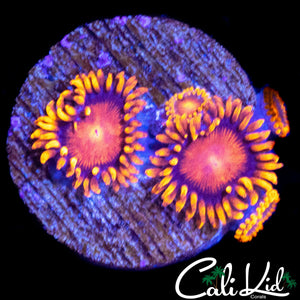 BAM BAM ZOA MINI COLONY