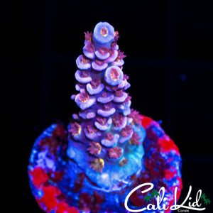 BANGIN PINK POLYP
