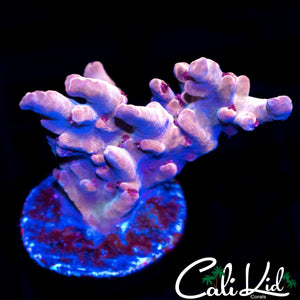 CK WATERMELON SUGA ACRO