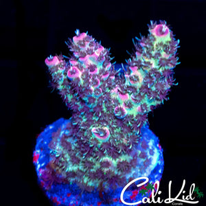 PINK TIP RAINBOW MILLI