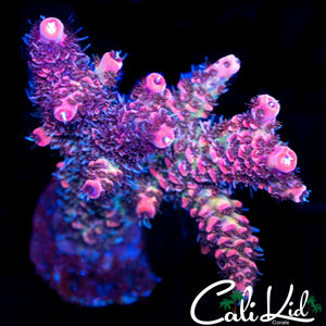 PINK TIP RAINBOW MILLI CHUNK