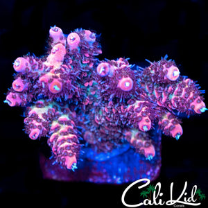 PINK TIP RAINBOW MILLI MINI COLONY
