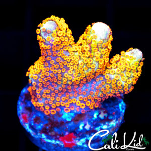 BUBBLE GUM DIGI FRAG