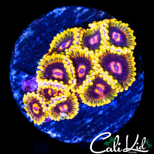MIND TRICK ZOA MINI COLONY