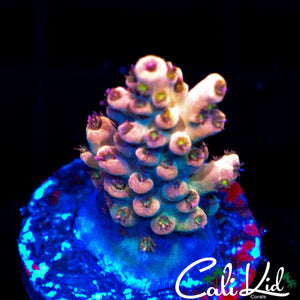 MYSTERY ACRO