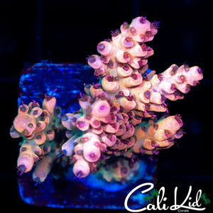 MYSTERY RAINBOW ACRO