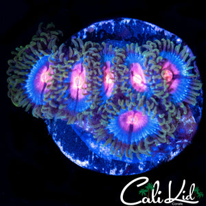 MIAMI VICE ZOA MINI COLONY