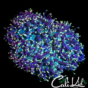 FUZZY WUZZY MUSHROOM