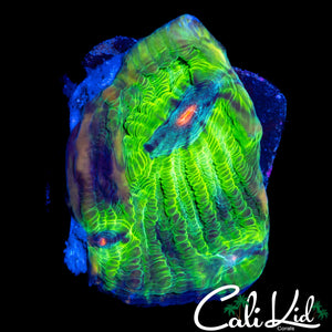 ZOMBIE EYE CHALICE