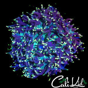 FUZZY WUZZY MUSHROOM LARGE