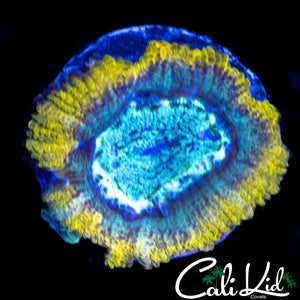 AQUA ACAN LORD