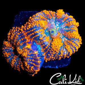 FLAMETHROWER RHODACTIS DOUBLE