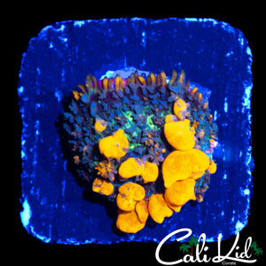 CB SUNKIST BOUNCE SHROOM