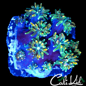 CK KALEIDOSCOPE GALAXIA