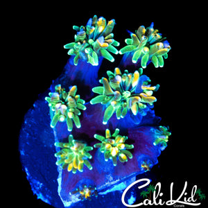 CK KALEIDOSCOPE GALAXIA