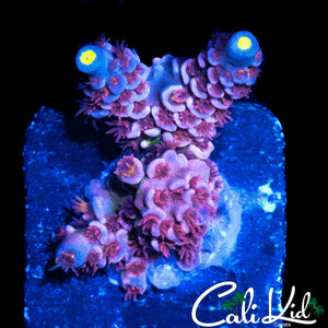 BANGIN PINK POLYP TENIUS