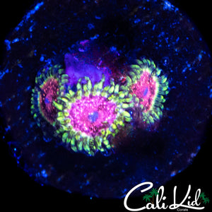 STRAWBERRY WINE ZOA TRIPLE