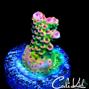 CK UNRELEASED RAINBOW ACRO