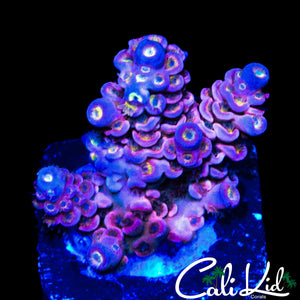 INSANE RAINBOW TENIUS CHUNK