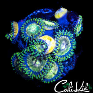 ASSORTED ZOA MINI COLONY