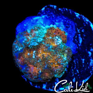 CK UNRELEASED RAINBOW PIN CUSHION SHROOM