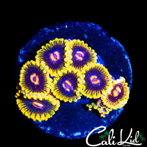 MIND TRICK ZOA MINI COLONY