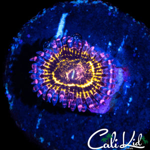 LARGE STRATOSPHERE