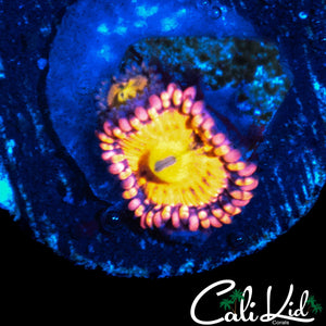 SAKURA TYPE ZOA DOUBLE