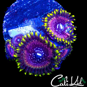 WWC BLACK ORCHID MINI COLONY