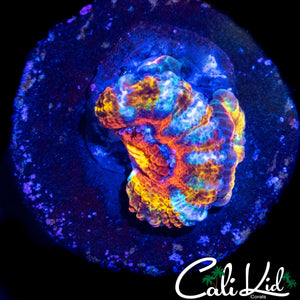 CK BOMBASTIC ACAN DOUBLE